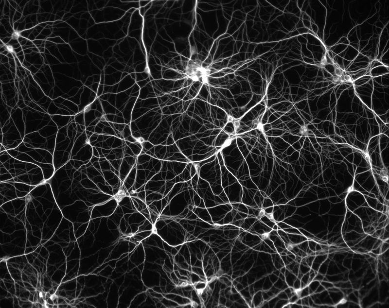 Réseau Neuronal